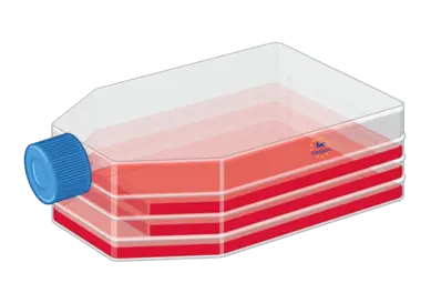 hTLR2-TLR6 Cells