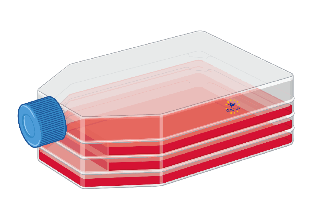 Cell Digestion Fluid 10× (GMP)