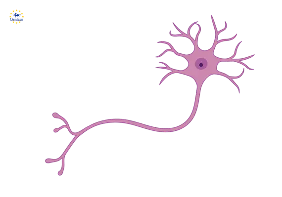 Leucine Enkephalin Antibody