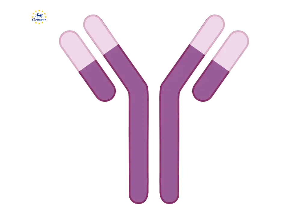 CD3 Monoclonal Antibody 