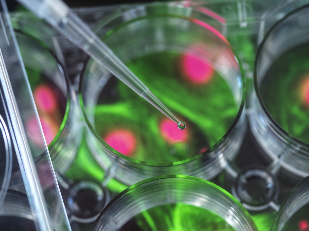 NK2 Tachykinin Receptor Cell Line