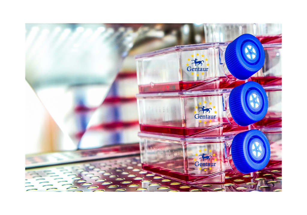 Primary AEC Cell, Rat