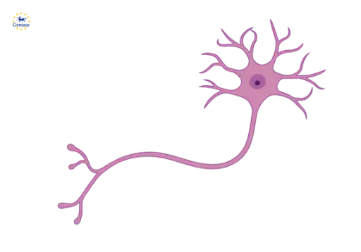 [FM-484-24200] GLP2R Antibody