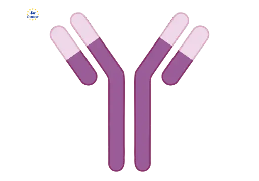 [FM-39-CD3-250-GEN] CD3 Monoclonal Antibody 