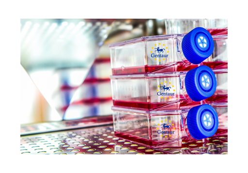 [GEN - CSI102Ra01-500k] Primary OB Cell, Rat