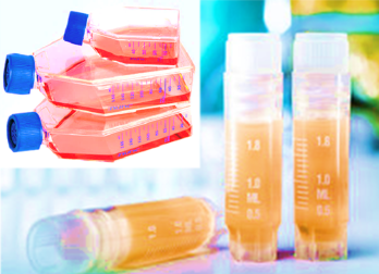 [SK-AKTIIV-169] Luciferase-Labeled Human Colorectal Cancer Cells (LOVO+LUC)