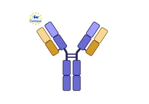[GEN - A90603Hu01-1] Anti-APOB100 Antibody